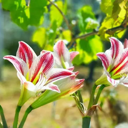 Albania Dream Holidays Studio Homestay *